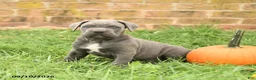 Cane Corso dogs for sale: Felix - Ad 3