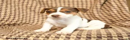 Jack Russell Terrier dogs for sale: Keith - Ad 3