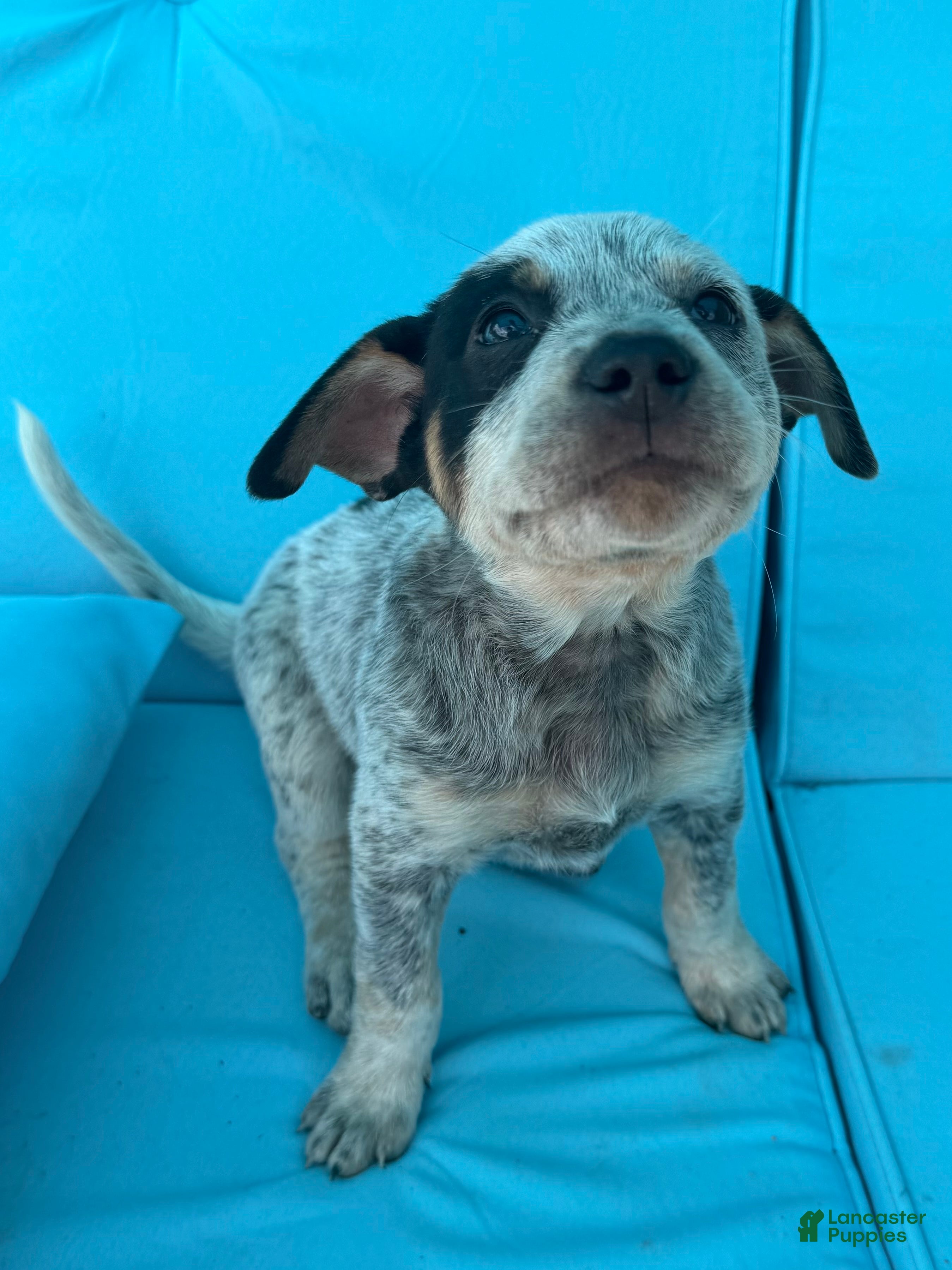 Mixed Breed dogs Flora - Ad 1