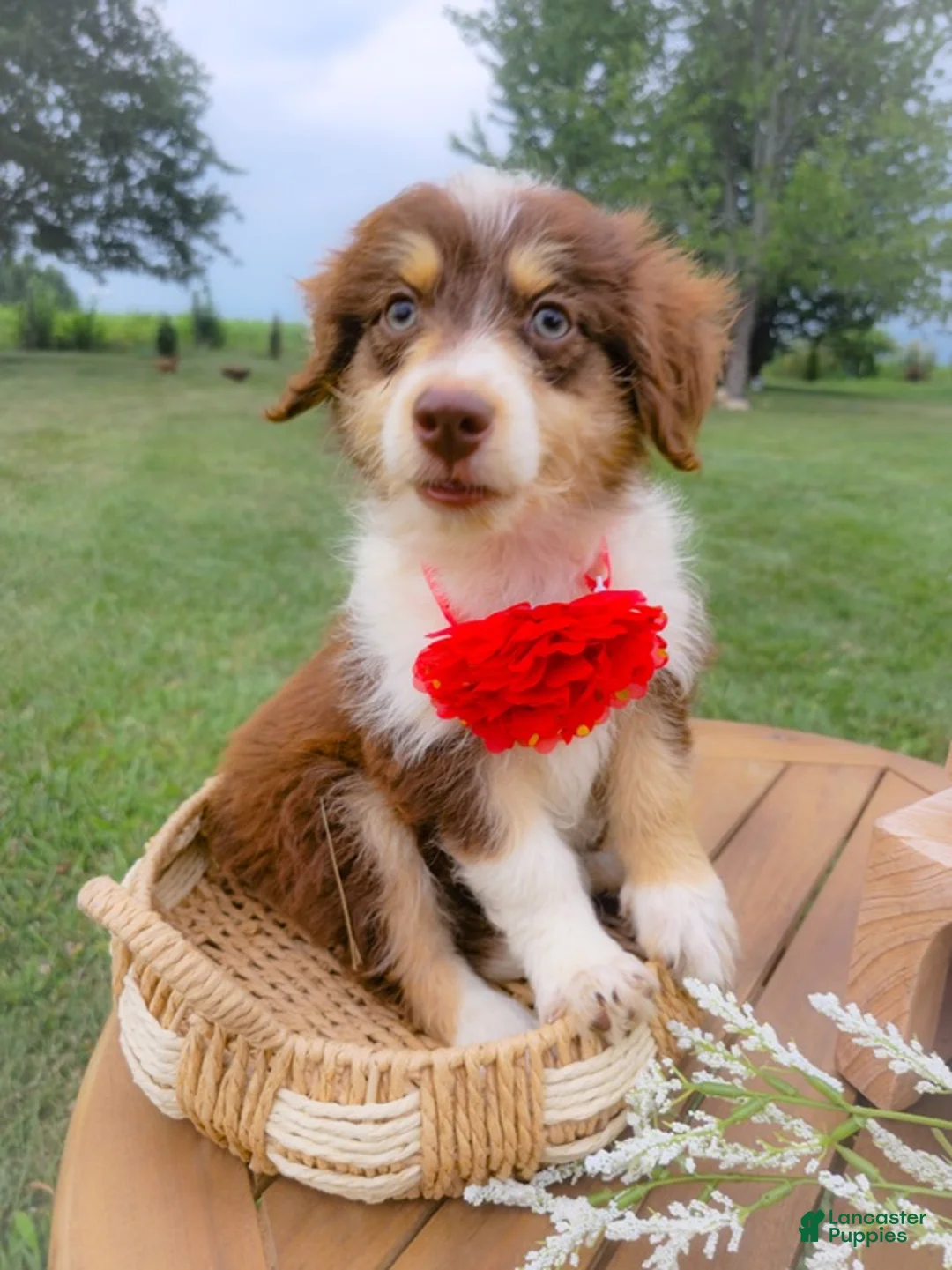 Aussiedoodle dogs for sale: Musk Melon - Ad 2