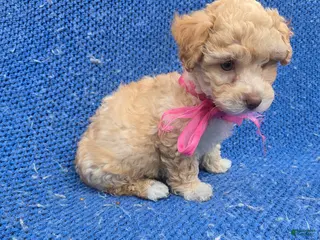 Maltipoo dogs Dayna - Ad 9