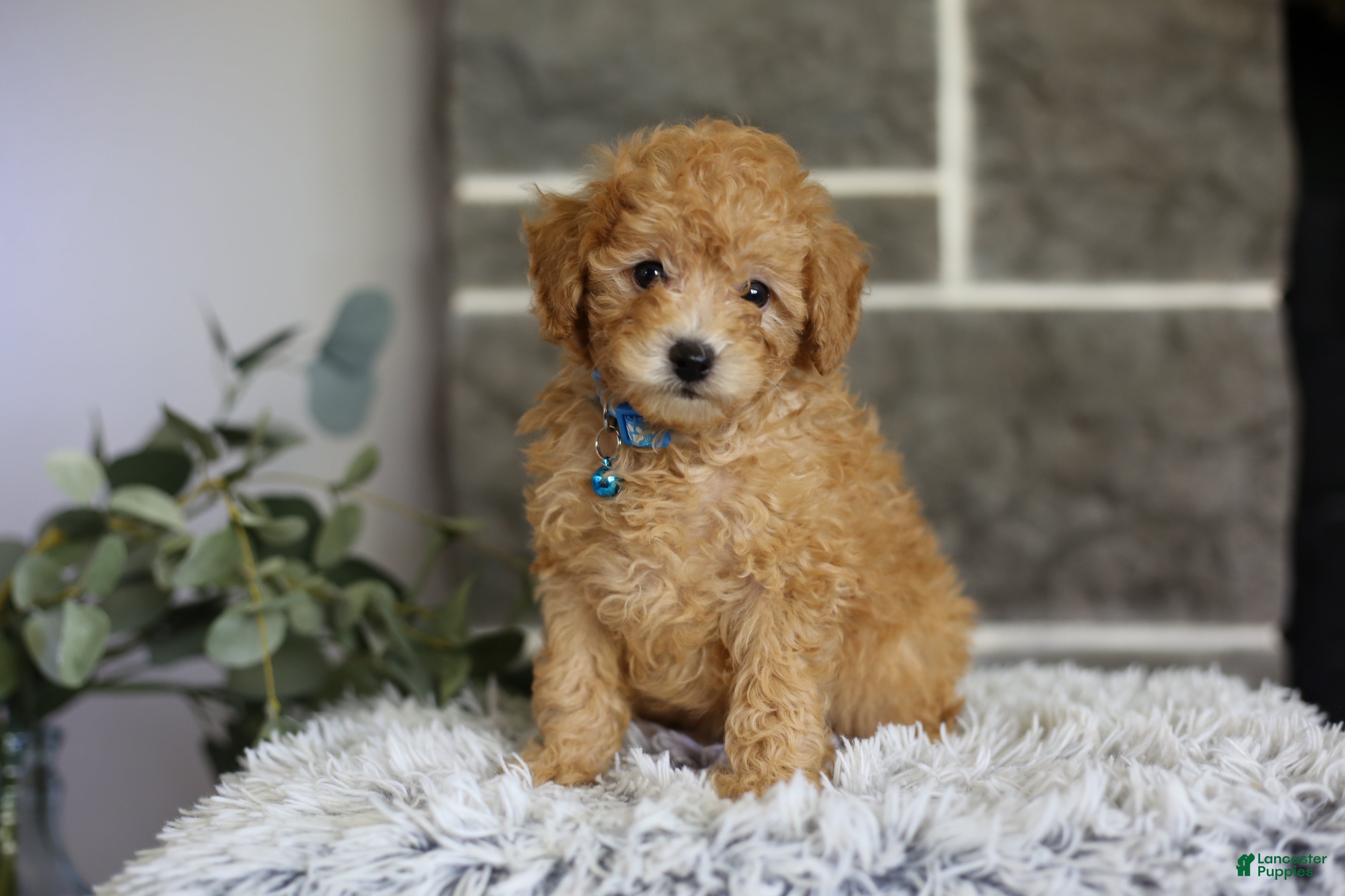 Toy Poodle dogs Chico - Ad 2