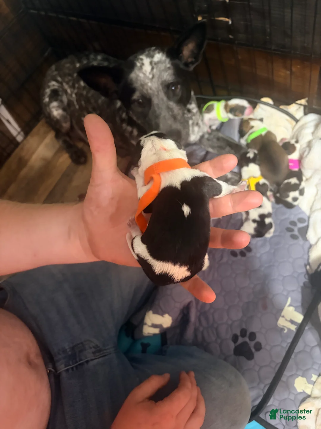Australian Cattle Dog dogs for sale: Australian Cattle Dog 3 - Ad 1