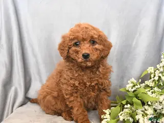 Mini Goldendoodle dogs Jack - Ad 5