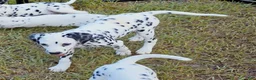 Dalmatian dogs for sale: Star - Ad 3