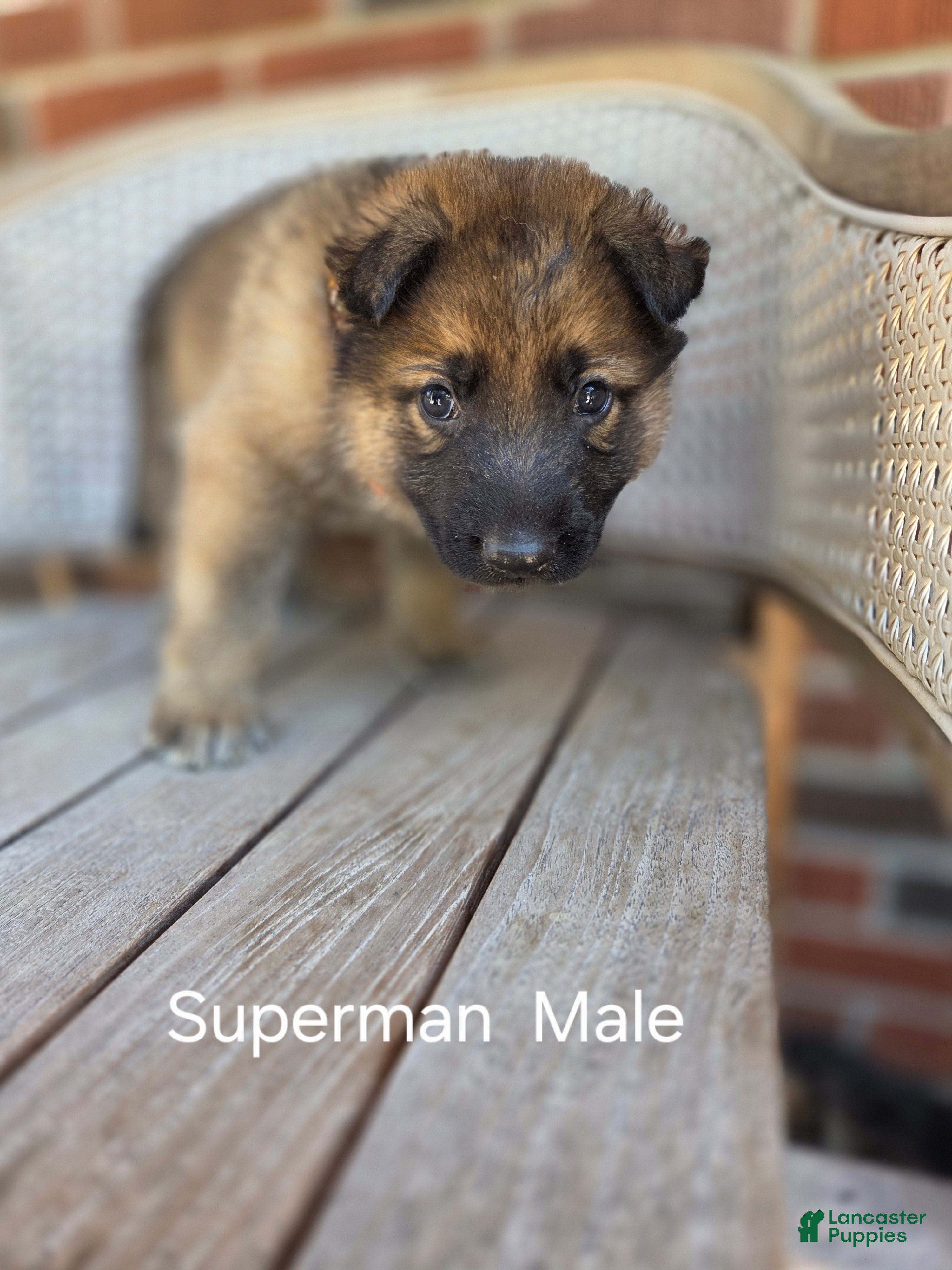 German Shepherd dogs Superman - Ad 1