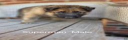 German Shepherd dogs for sale: Superman - Ad 1