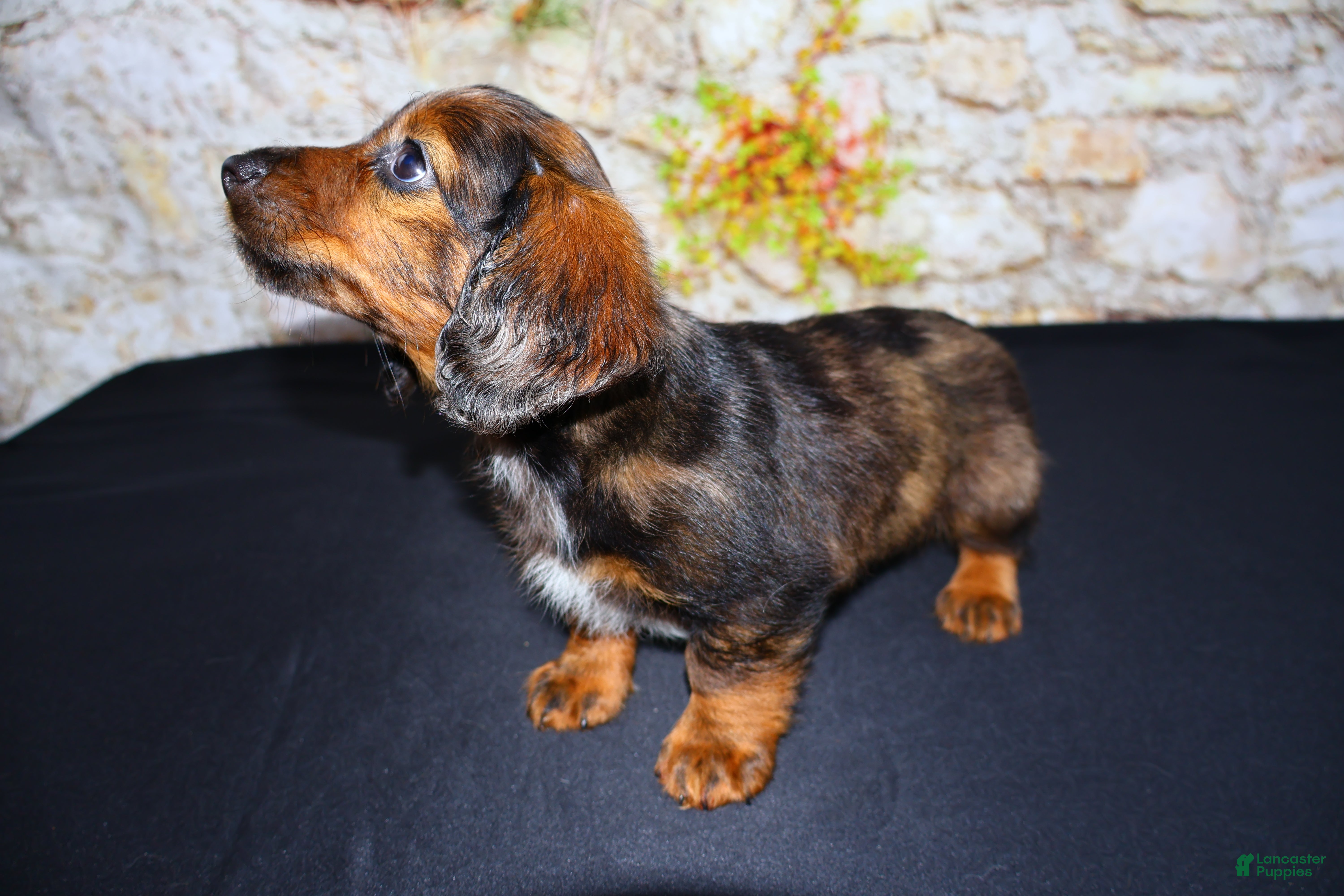 Miniature Dachshund dogs Butters - Ad 1