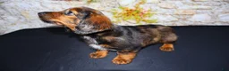 Miniature Dachshund dogs for sale: Butters - Ad 1