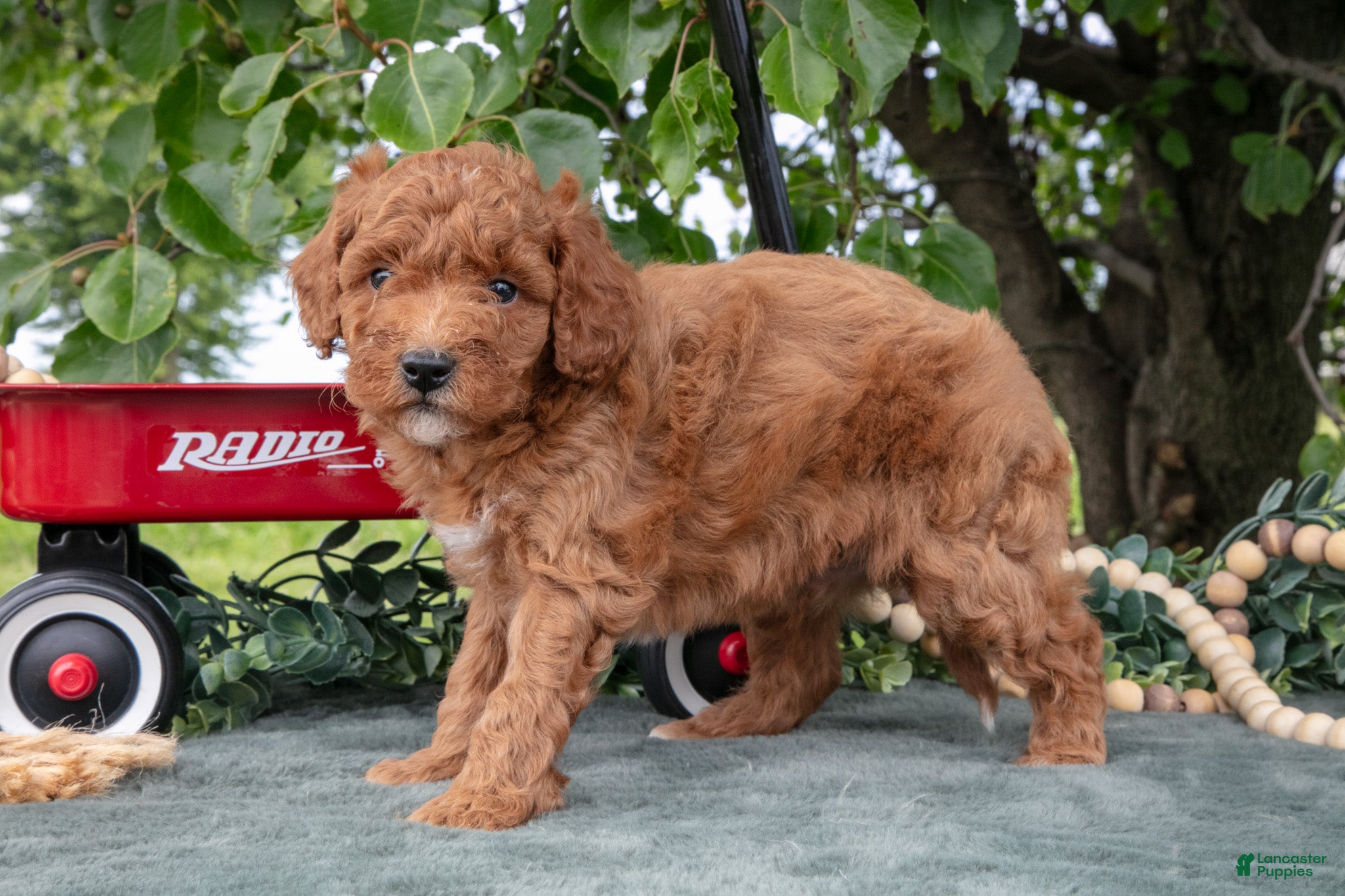 Miniature Poodle dogs Stevie - Ad 2