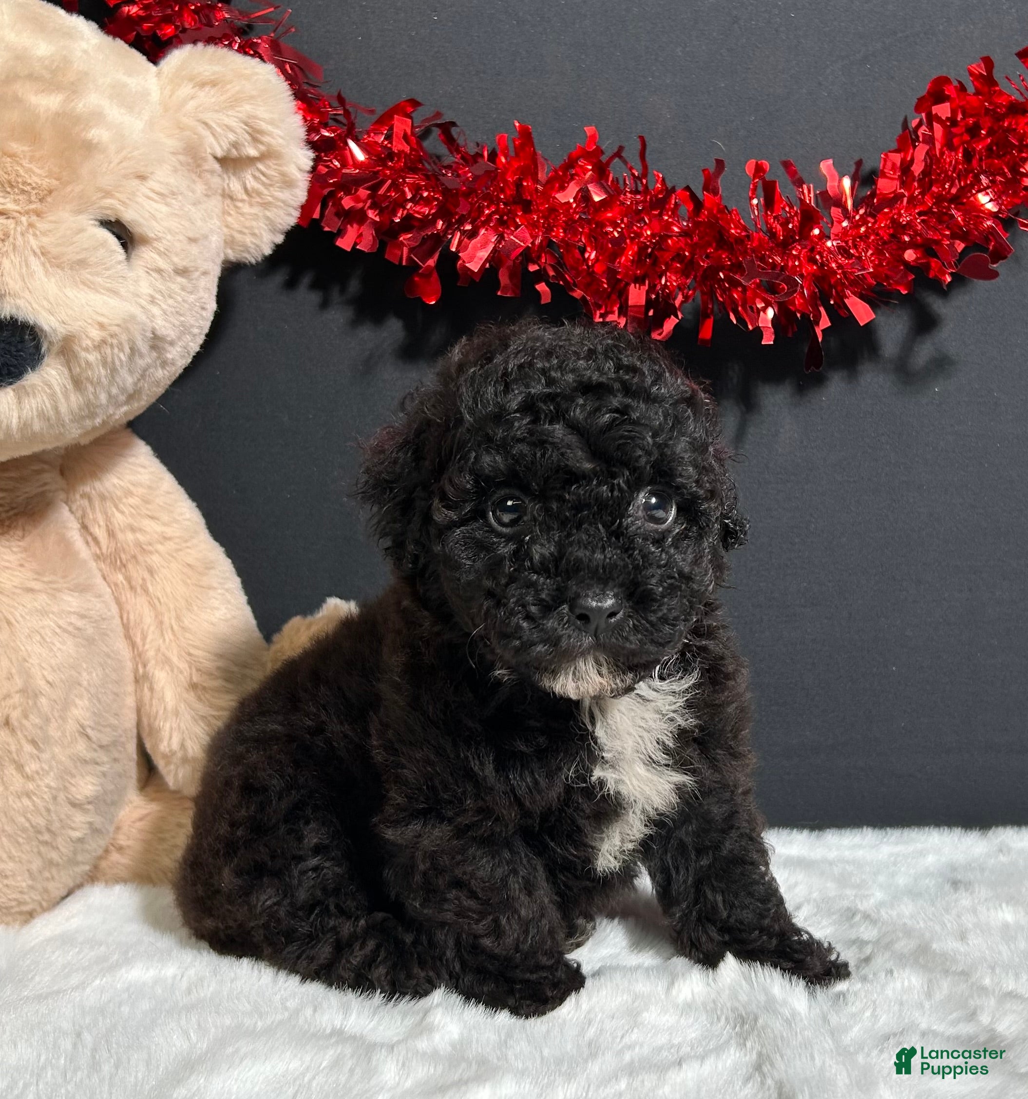 Toy Poodle dogs Fern - Ad 1