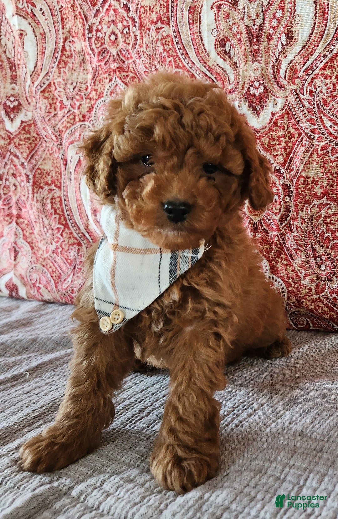 Mini Goldendoodle dogs for sale: Sam - Ad 2