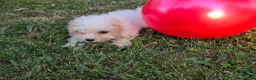 Cavapoo dogs for sale: Nutmeg - Ad 6