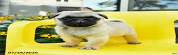 Pug dogs for sale: Stella - Ad 4