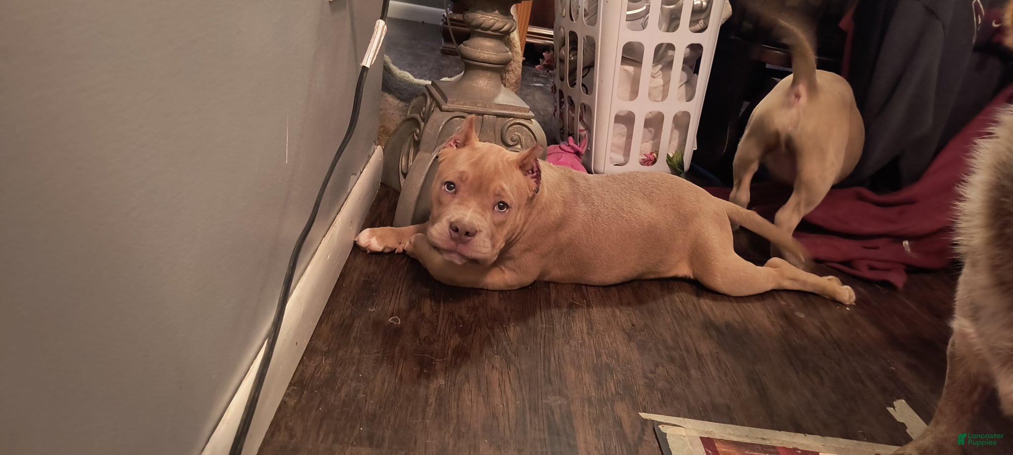 American Bully dogs for sale: American Bully Puppy 1 - Ad 2