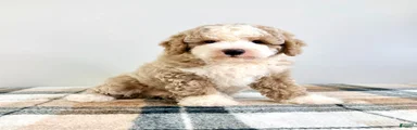 Stuart