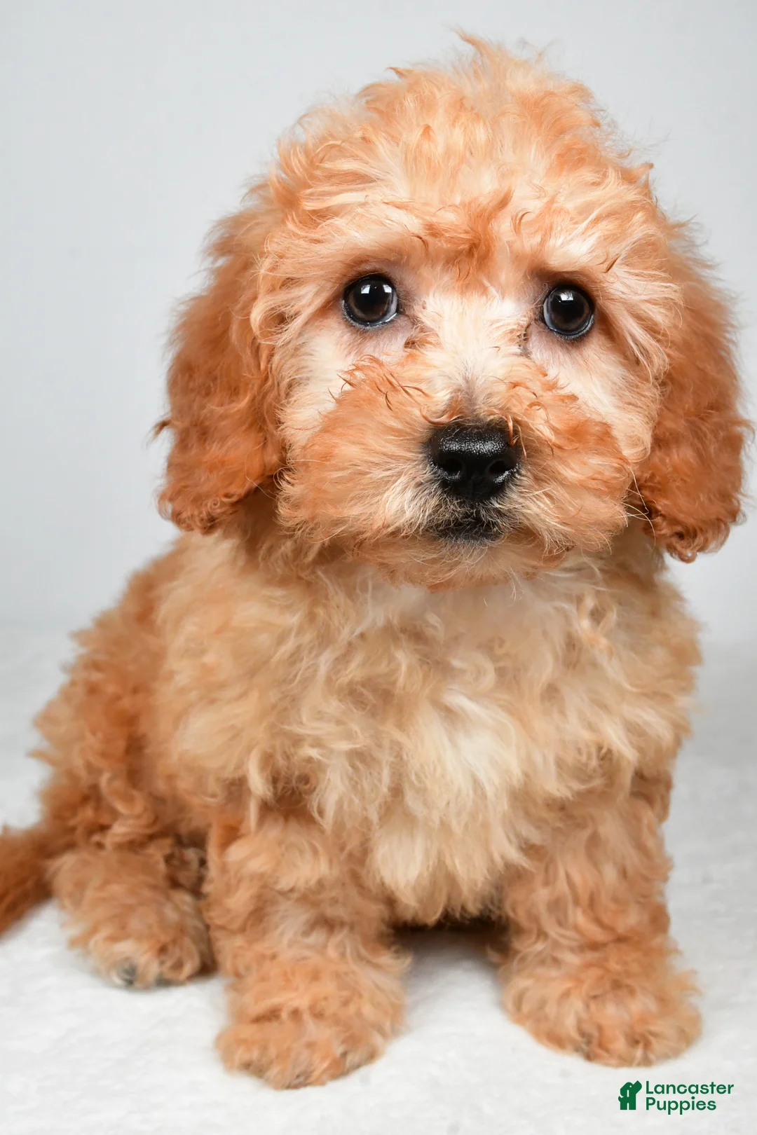 Bichpoo dogs for sale: Chloe - Ad 2