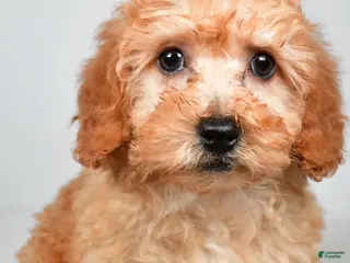 Bichpoo dogs for sale: Chloe - Ad 2