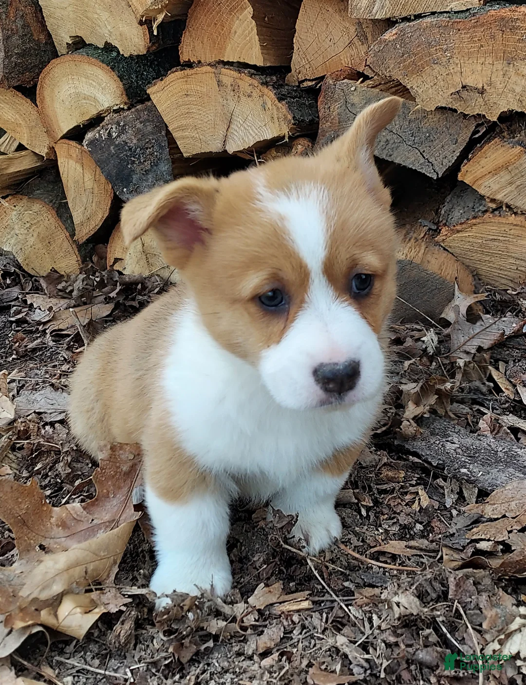 Welsh Corgi Pembroke dogs for sale: Welsh Corgi Pembroke Puppy 2 - Ad 2