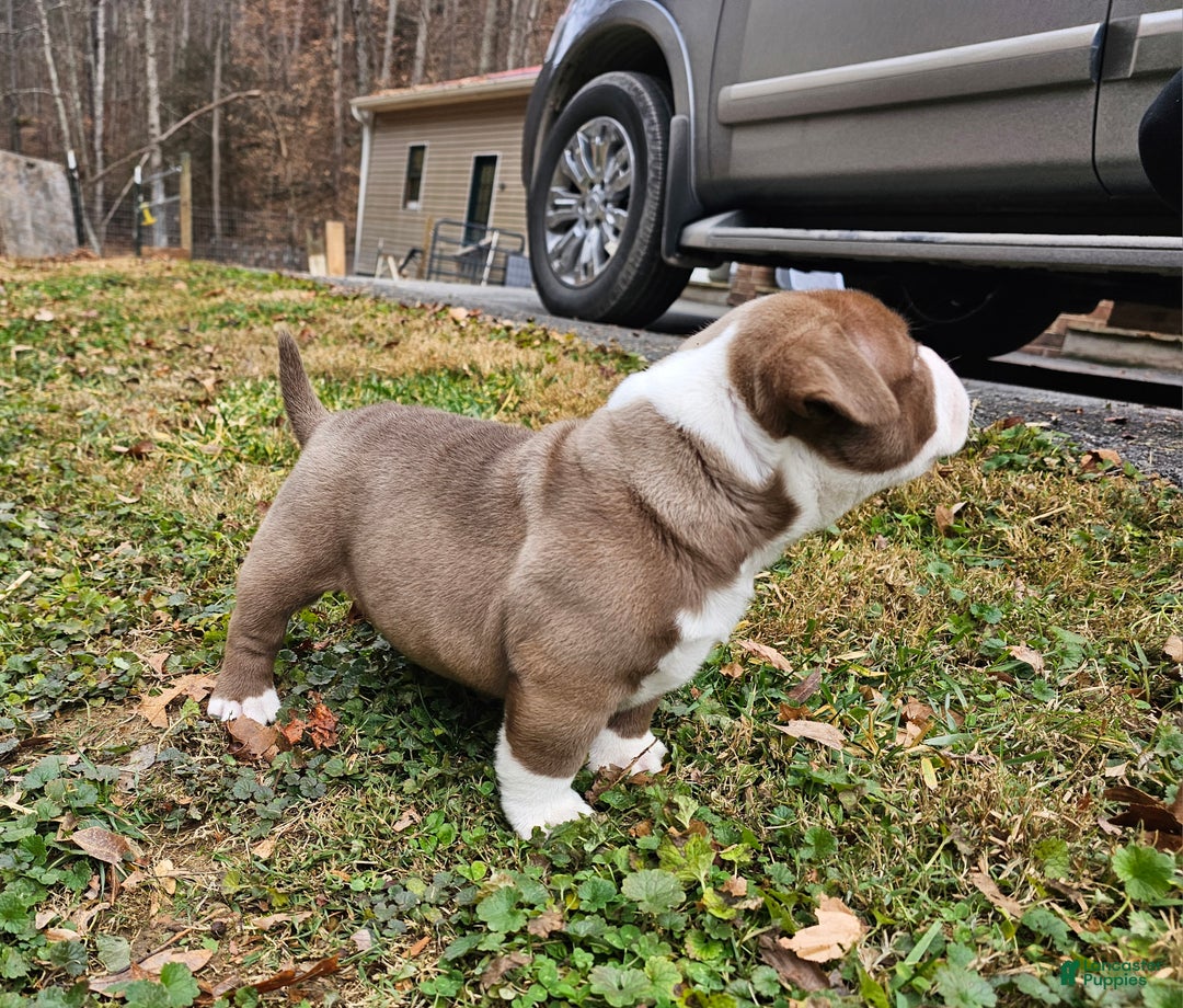 American Bully dogs for sale: American Bully Puppy 2 - Ad 5