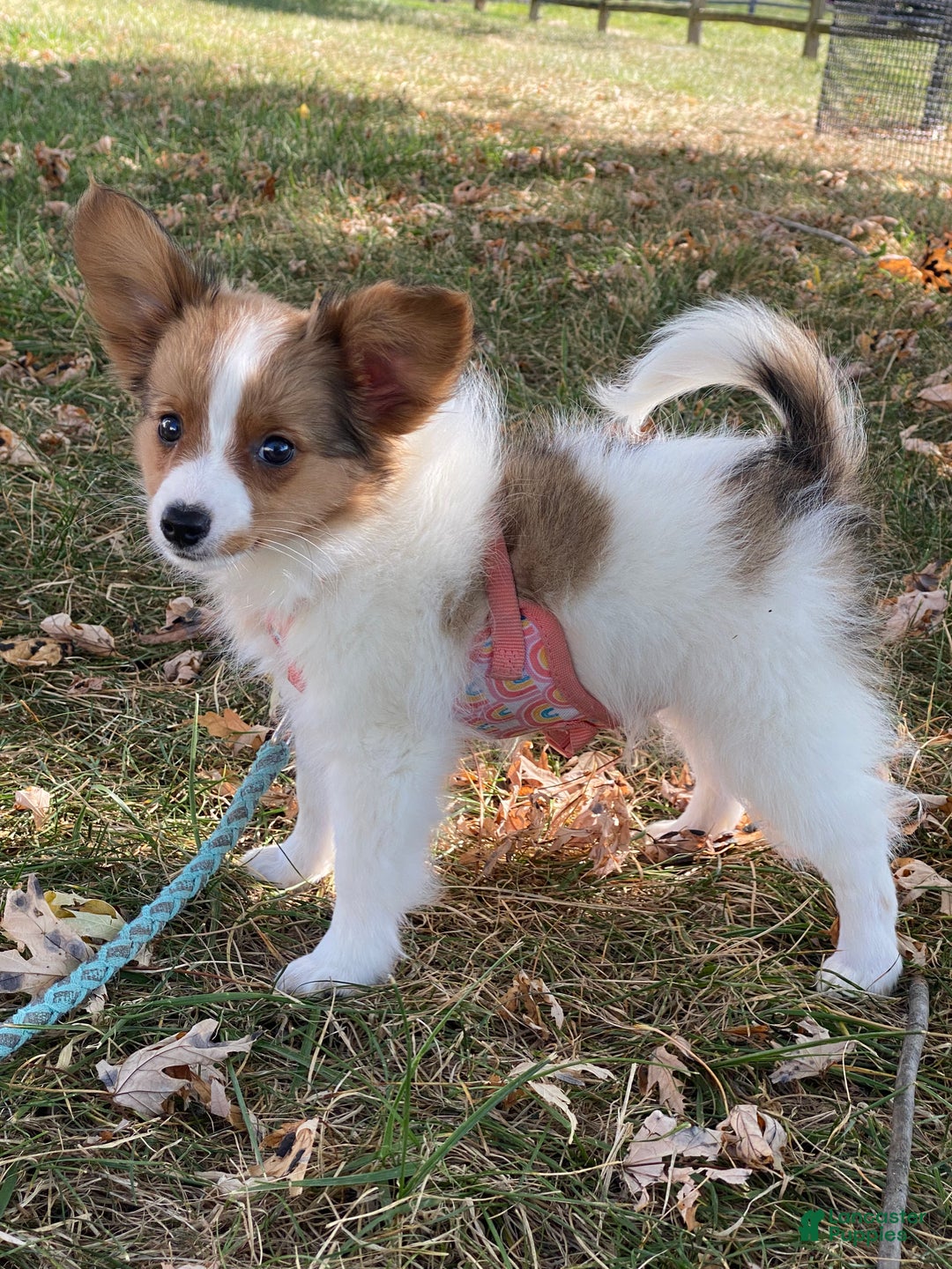 Papillon dogs for sale: Ricky - Ad 1