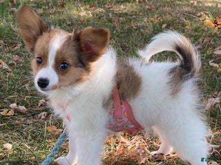 Papillon dogs Ricky - Ad 17