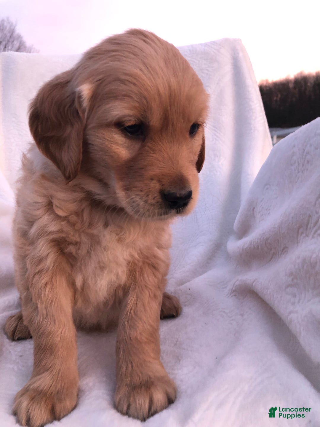 Golden Retriever dogs for sale: Romeo - Ad 12