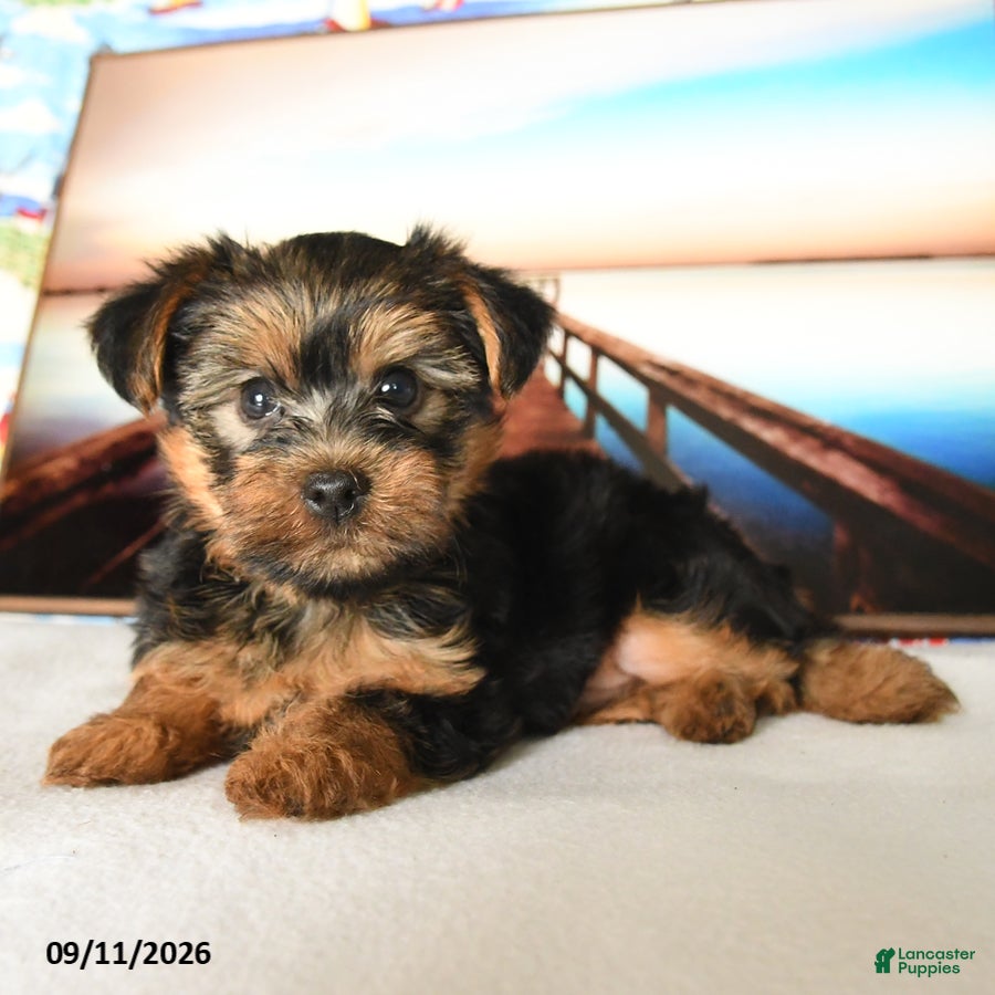 Yorkshire Terrier dogs Yoyo - Ad 2