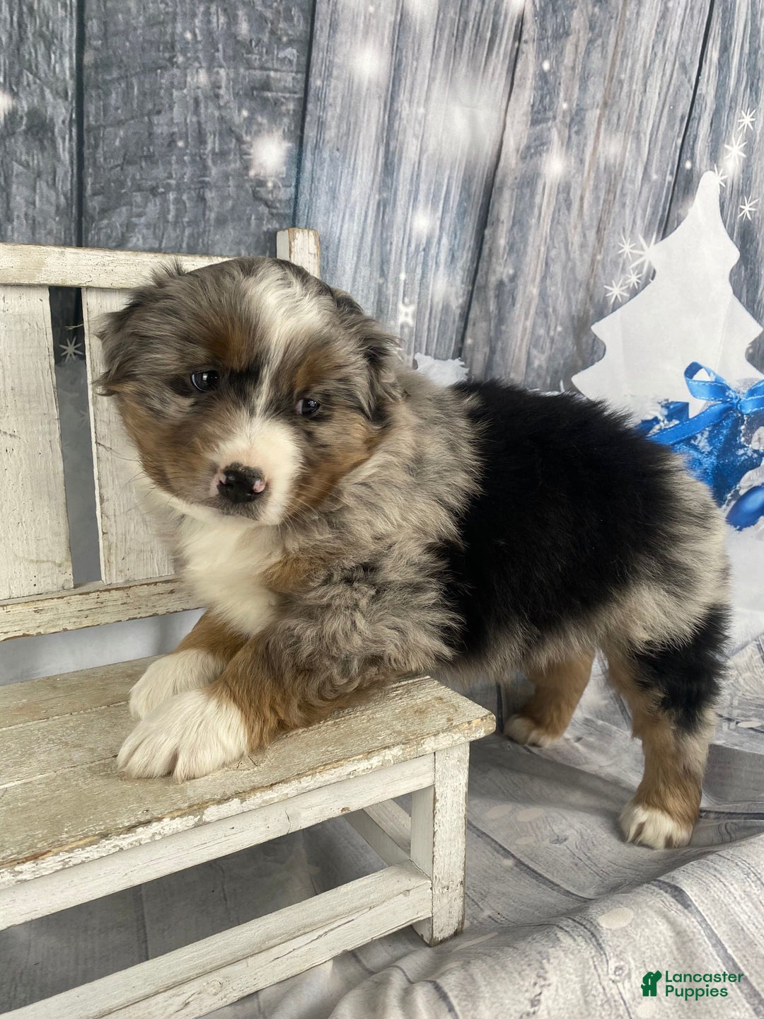Australian Shepherd dogs for sale: Valor - Ad 11