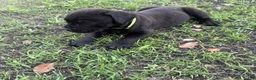 Cane Corso dogs for sale: Cane Corso Puppy 2 - Ad 2