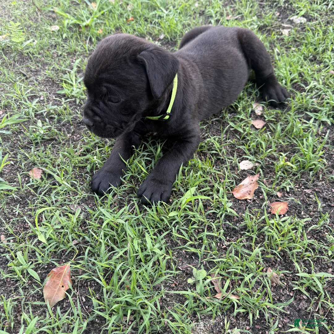 Cane Corso dogs for sale: Cane Corso Puppy 2 - Ad 2
