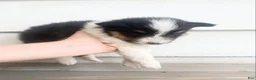 Shetland Sheepdog dogs for sale: Neesha - Ad 15