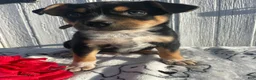 Mixed Breed dogs for sale: Butch - Ad 4
