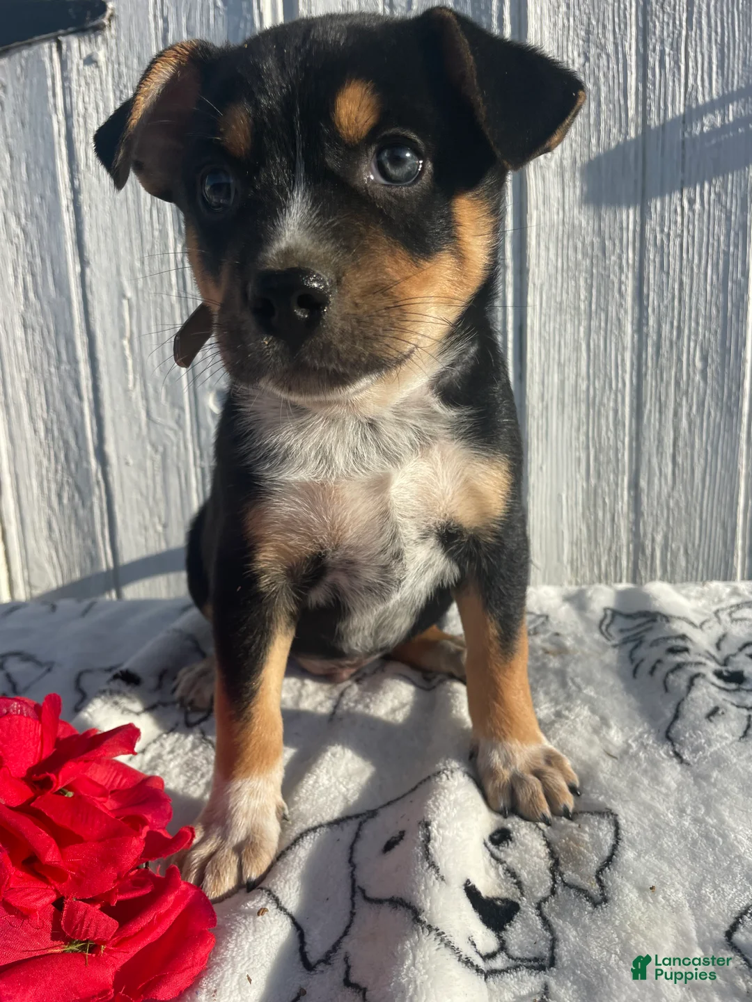 Mixed Breed dogs for sale: Butch - Ad 4
