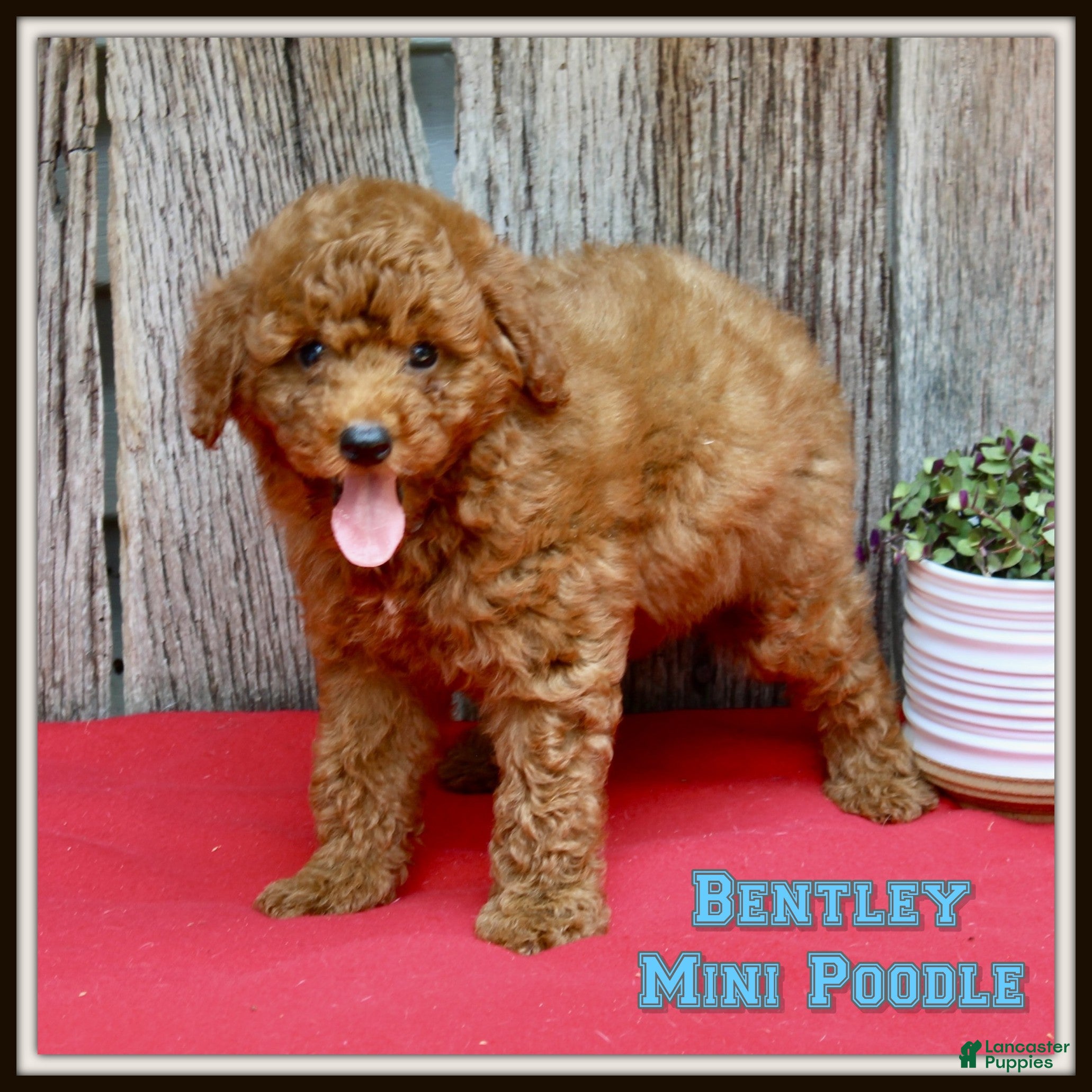 Miniature Poodle dogs Bentley - Ad 1