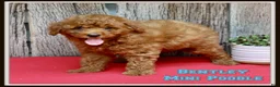Miniature Poodle dogs for sale: Bentley - Ad 1