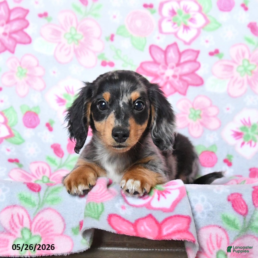 Miniature Dachshund dogs Dottie - Ad 2