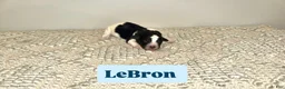 Labradoodle dogs for sale: LeBron  - Ad 3