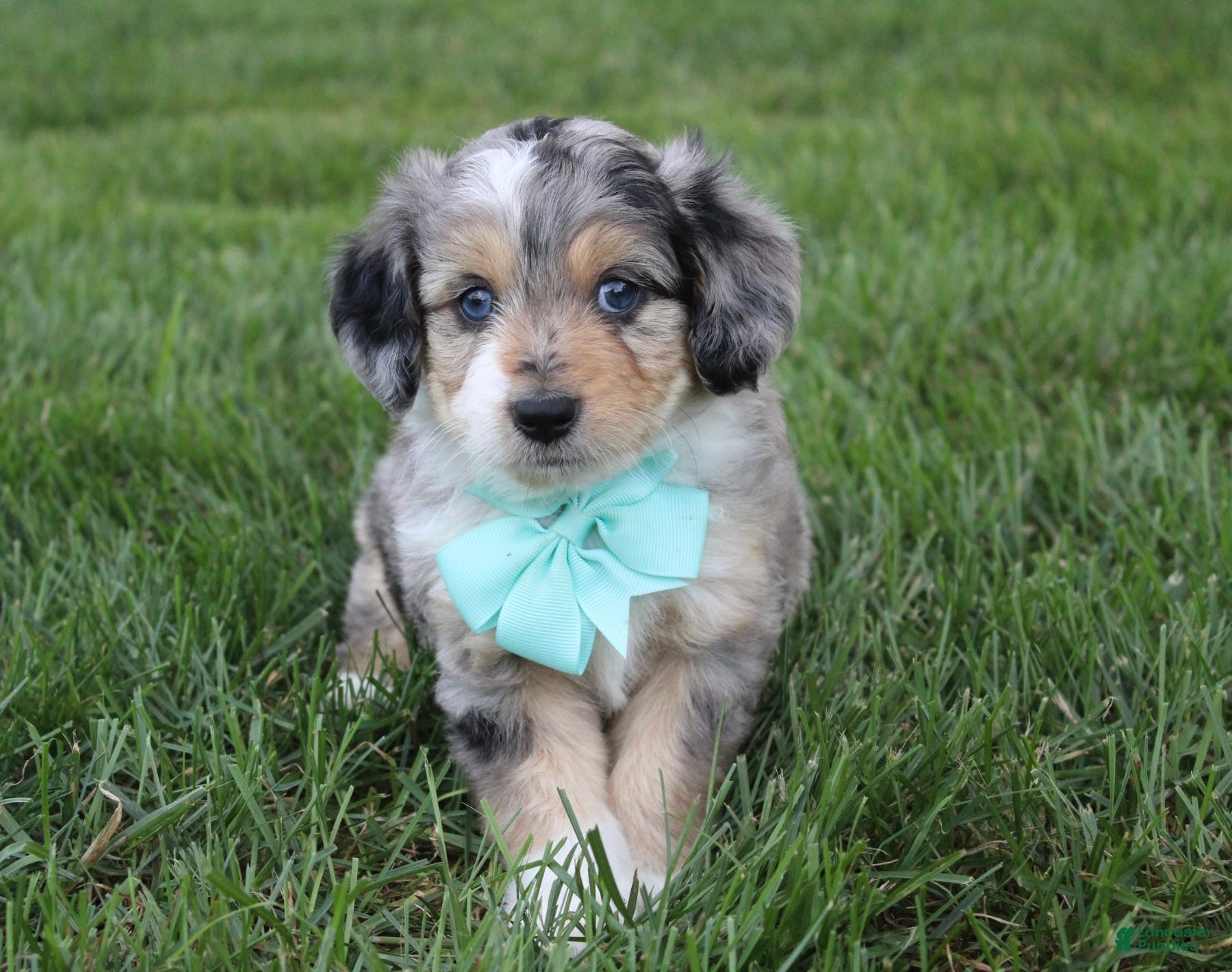 Mini Aussiedoodle dogs for sale: Kingsley 💎 - Ad 2