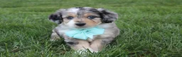 Mini Aussiedoodle dogs for sale: Kingsley 💎 - Ad 4
