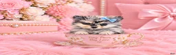 Pomeranian dogs for sale: Teacup Merle Pomeranian 1 - Ad 1