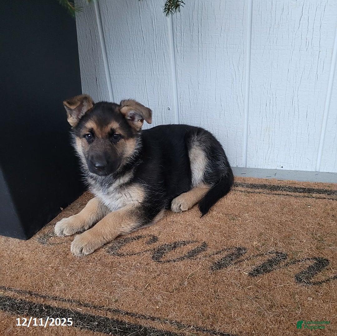 German Shepherd dogs for sale: Bella   - Ad 4