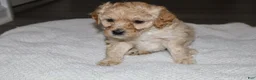 Miniature Poodle dogs for sale: Miniature Poodle Puppy 2 - Ad 3