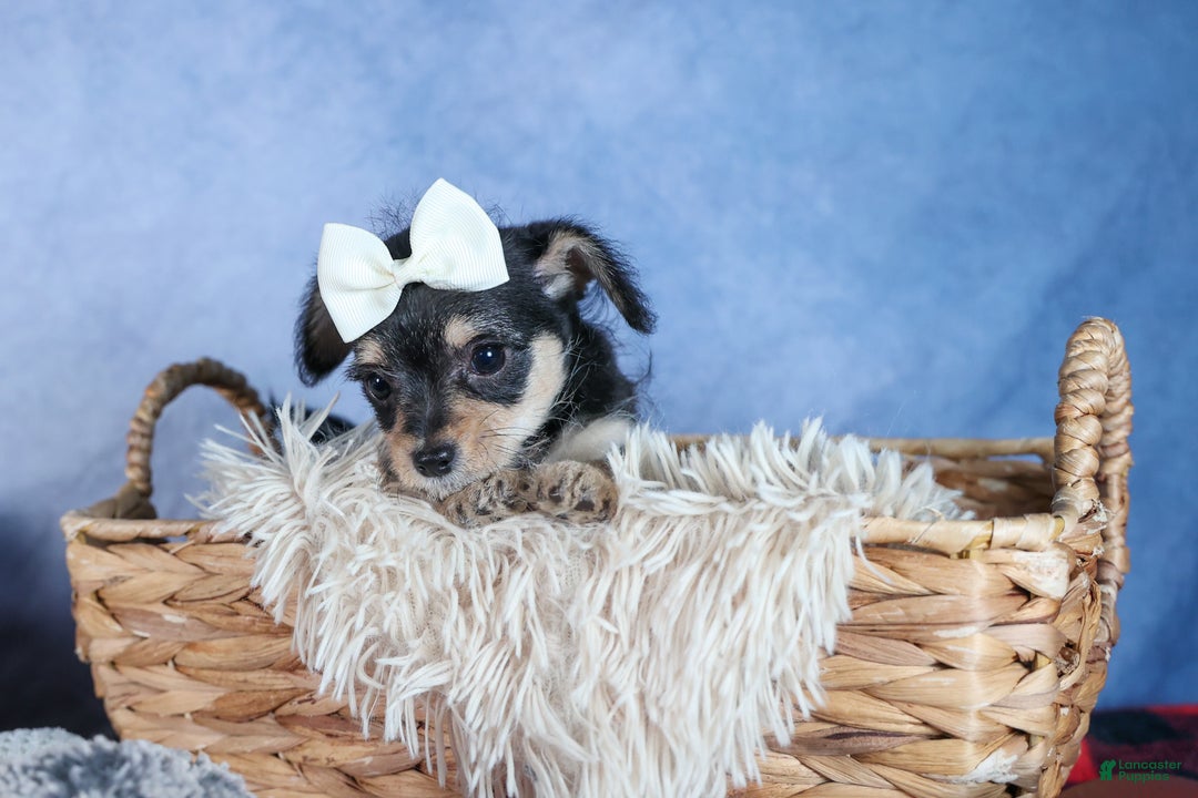 Chipoo dogs for sale: Kinsley - Ad 2