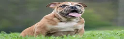 English Bulldog dogs for sale: Bruiser - Ad 8