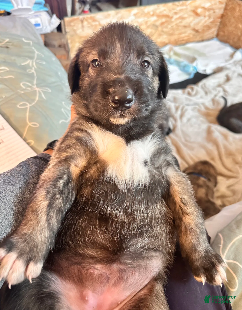 Irish Wolfhound dogs Bertha 907-575-2003 - Ad 1