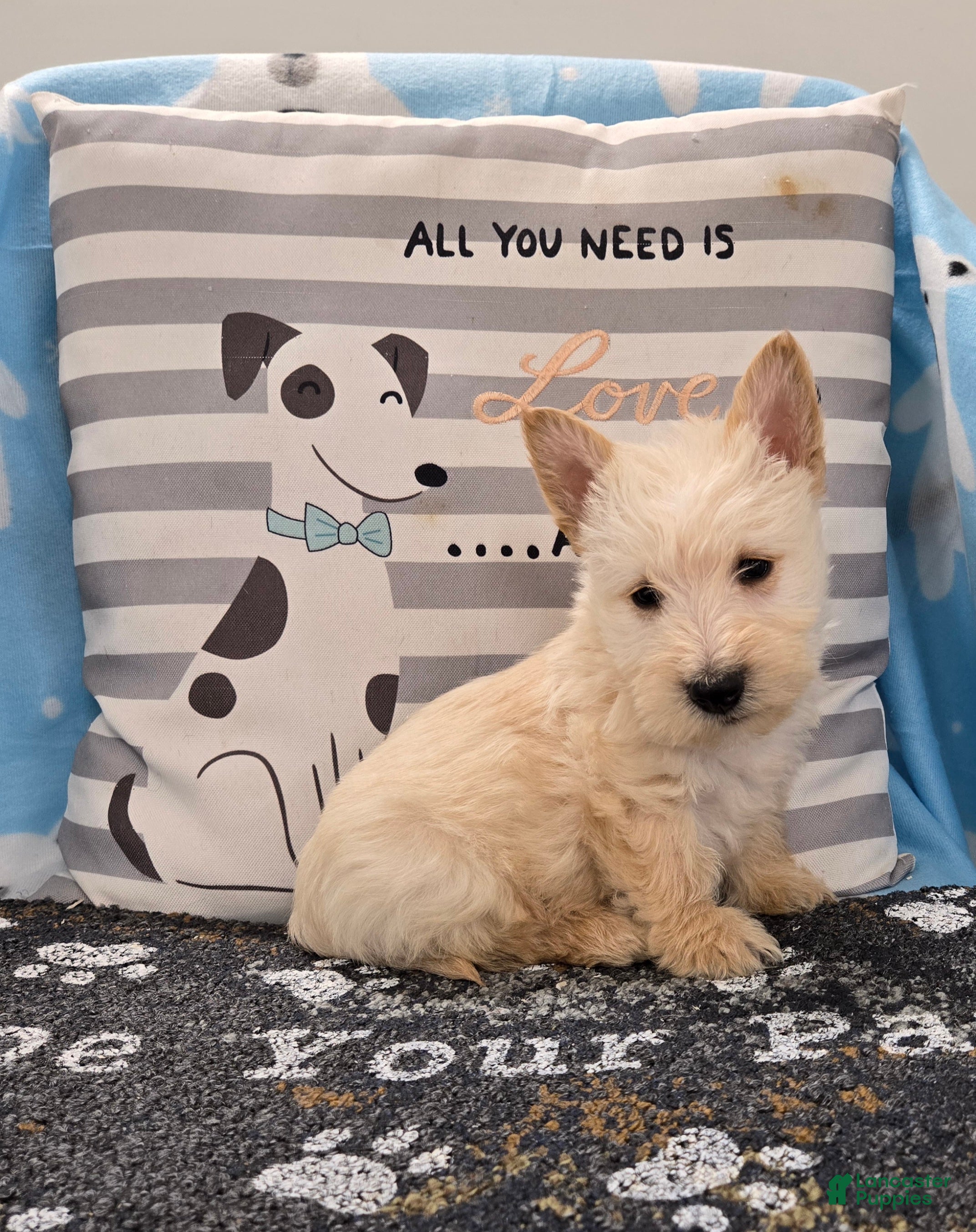 Scottish Terrier dogs Van - Ad 2