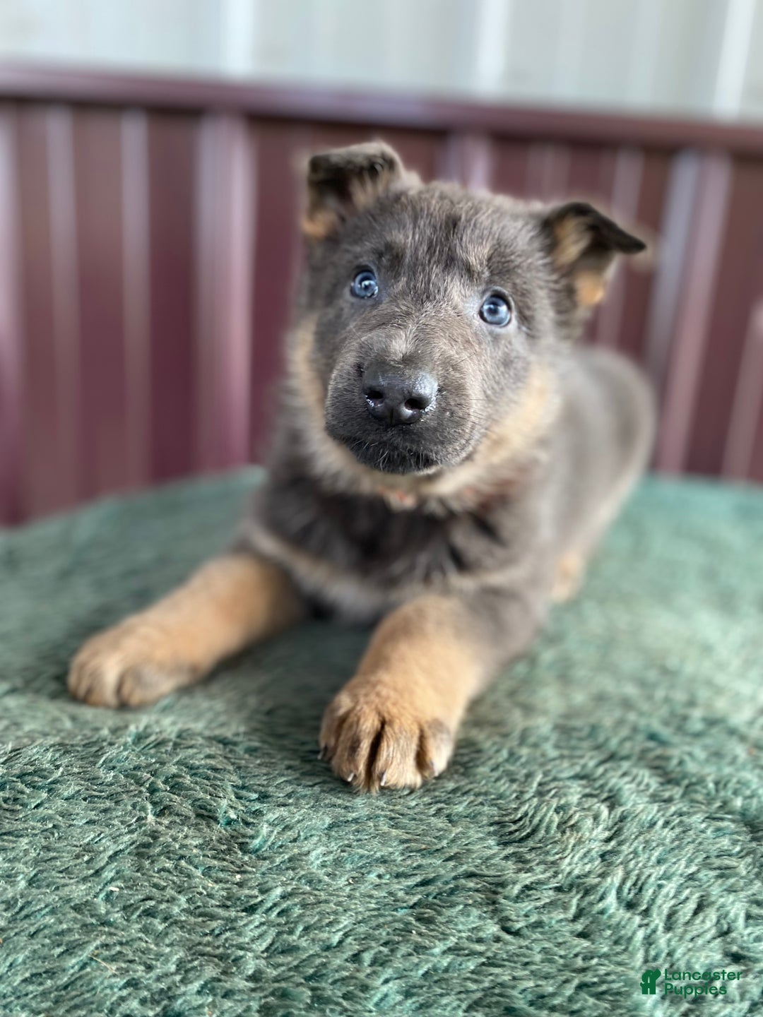 German Shepherd dogs for sale: German Shepherd Puppy 7 Jody - Ad 2