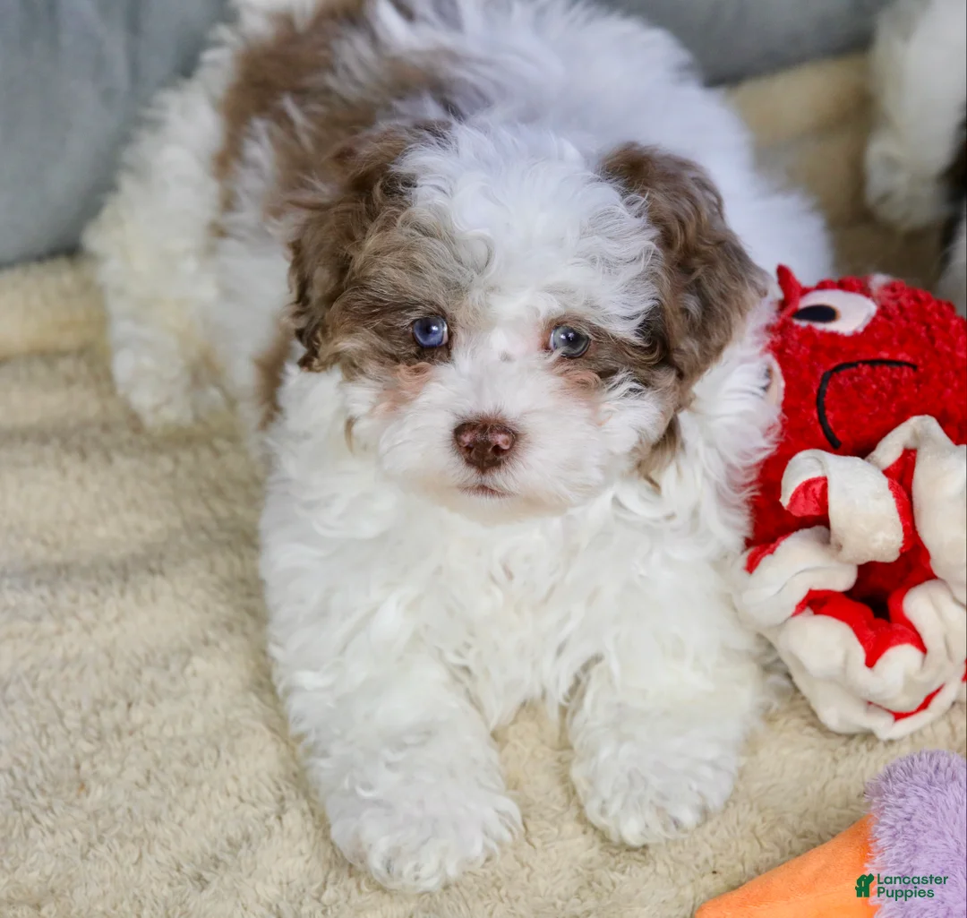 Shihpoo dogs for sale: Radlee - Ad 1