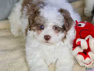 Shihpoo dogs Radlee - Ad 6